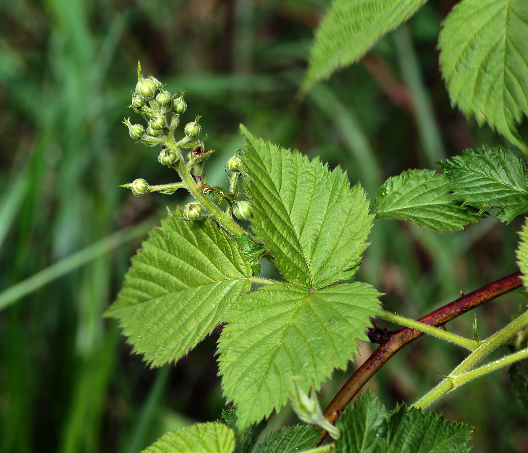 Image of Rubus allegheniensis specimen.