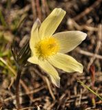 Pulsatilla orientali-sibirica. Цветок. Республика Бурятия, Кабанский р-н, окр. с. Инкино, степной склон. 21.05.2016.