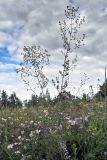 Thalictrum simplex