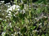 Cochlearia arctica