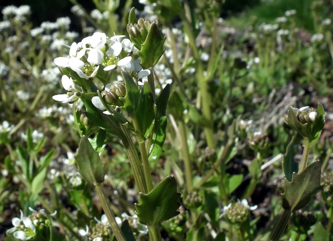 Image of Cochlearia arctica specimen.