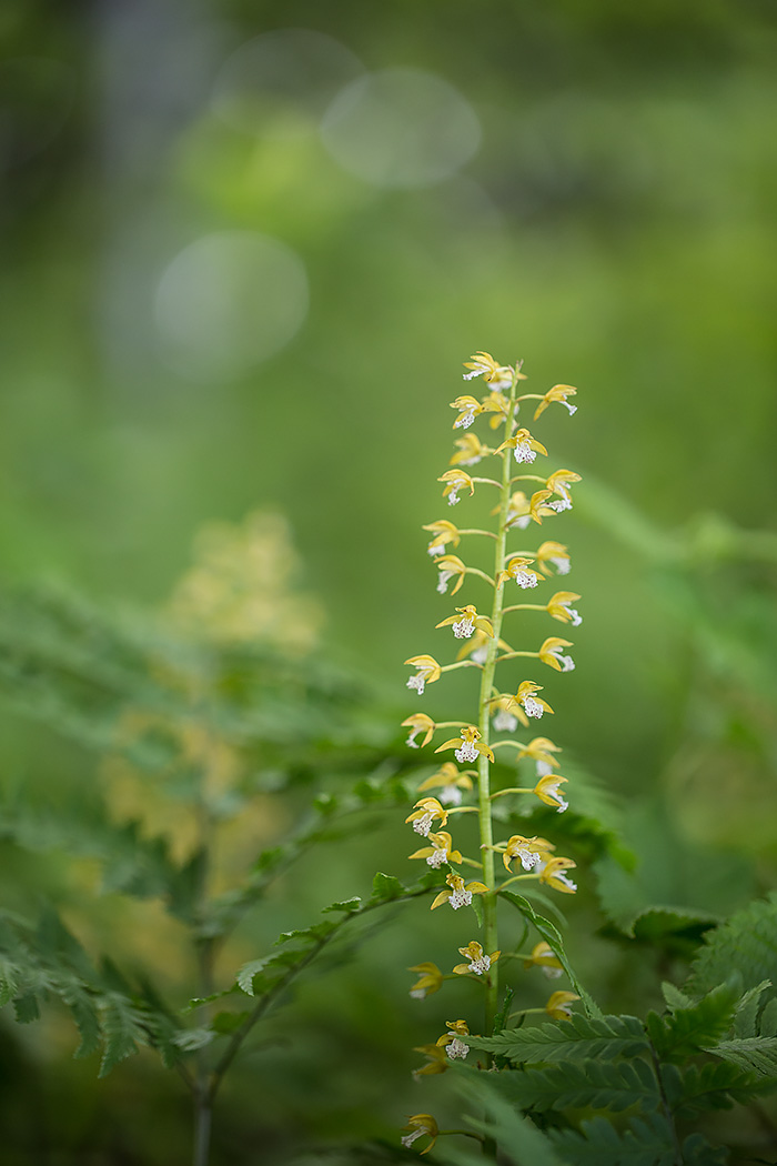 Изображение особи Oreorchis patens.