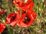 Papaver rhoeas. Цветки и плоды. Крым, Бахчисарайский р-н, окр. с. Предущельное, у дороги. 05.06.2016.