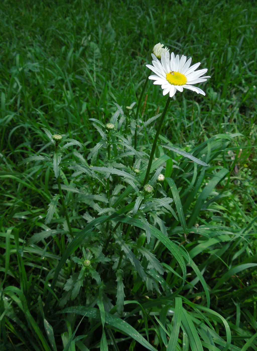 Image of Leucanthemum maximum specimen.