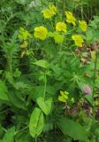 Bupleurum longifolium subspecies aureum