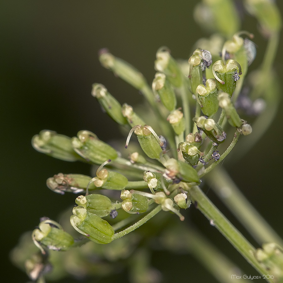 Image of Aegopodium podagraria specimen.