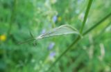 Cenolophium fischeri
