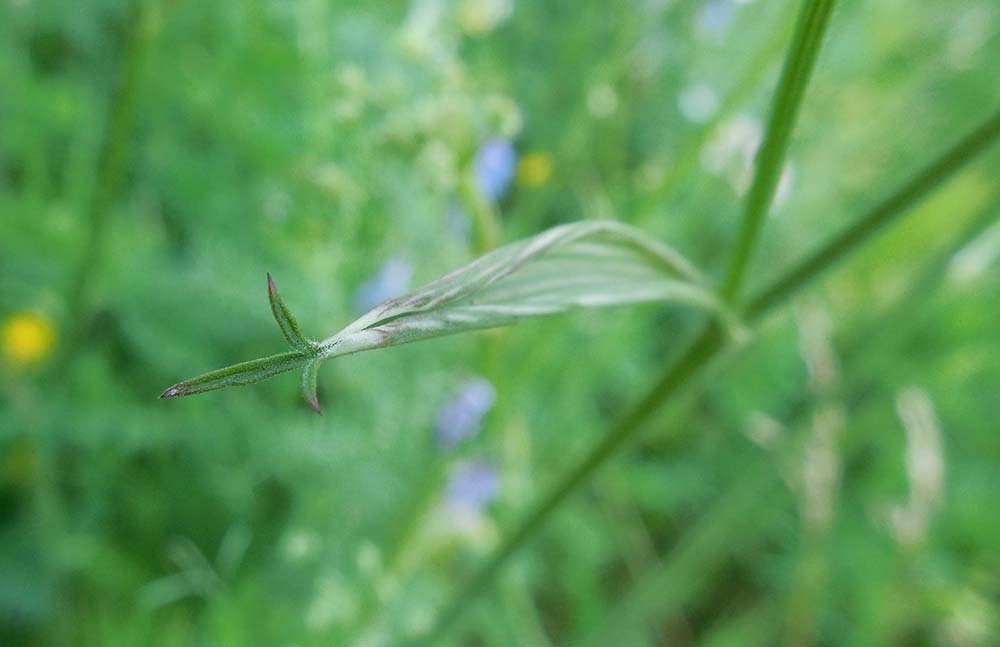 Изображение особи Cenolophium fischeri.