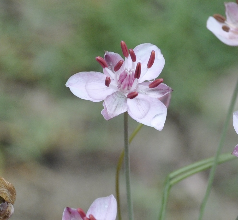 Изображение особи Butomus umbellatus.