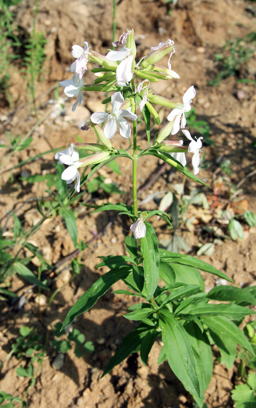 Изображение особи Saponaria officinalis.