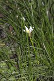 Zephyranthes candida