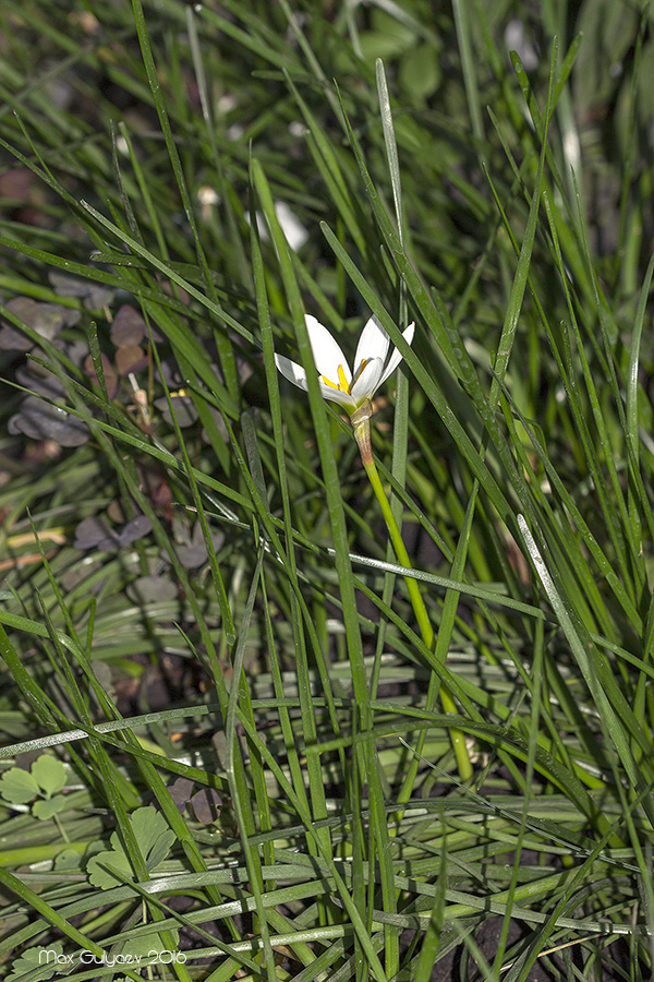 Image of Zephyranthes candida specimen.