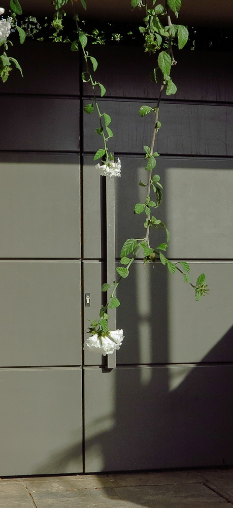 Image of Cordia parvifolia specimen.