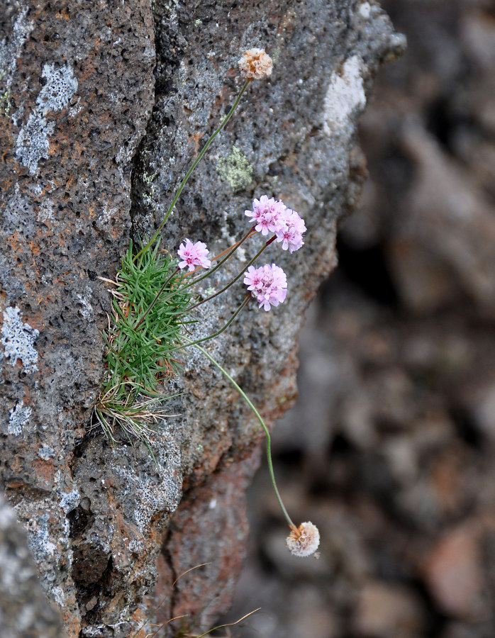 Изображение особи Armeria maritima.