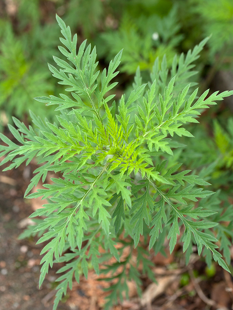 Изображение особи Ambrosia artemisiifolia.