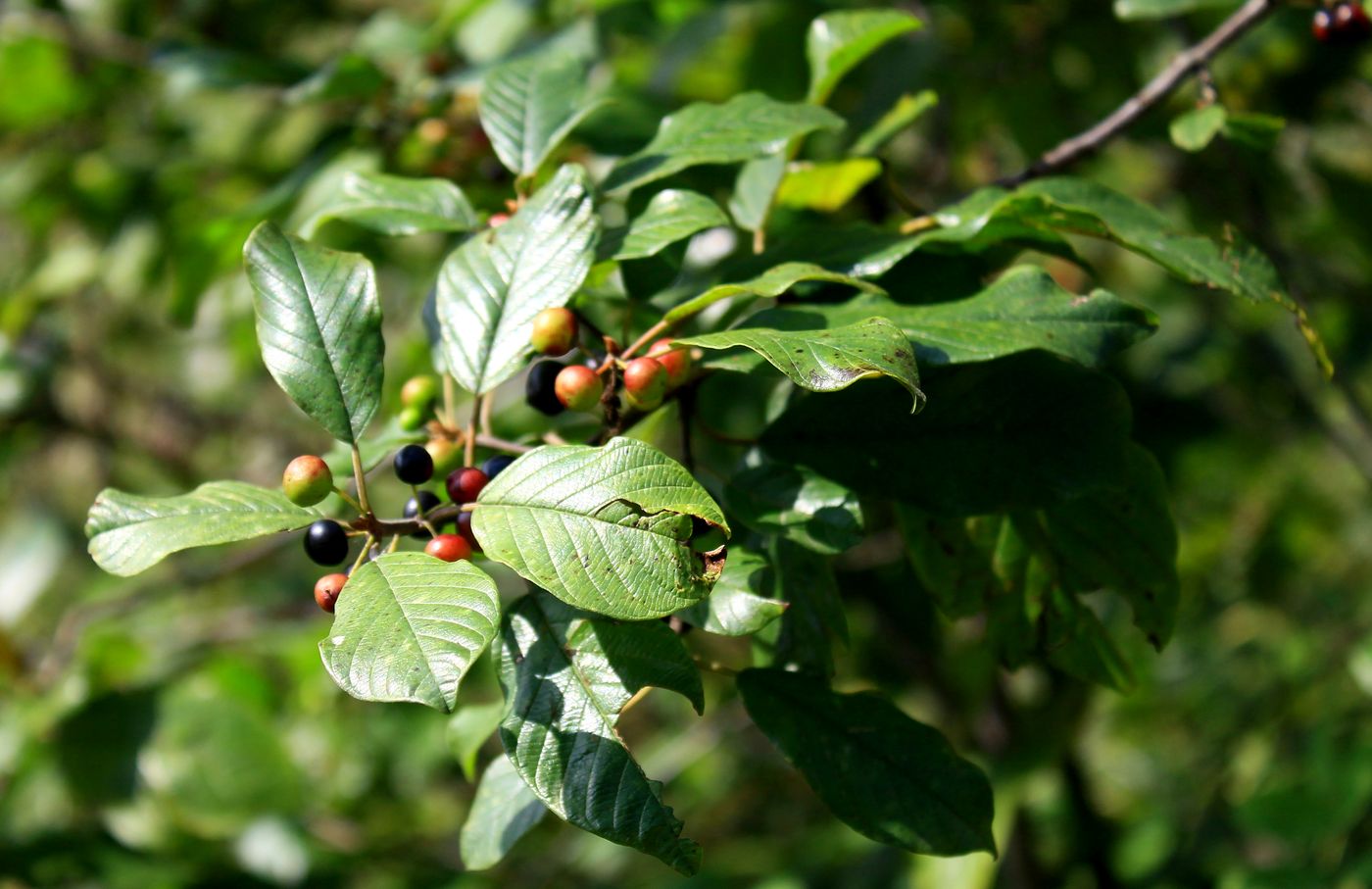 Изображение особи Frangula alnus.