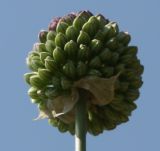 Allium sphaerocephalon