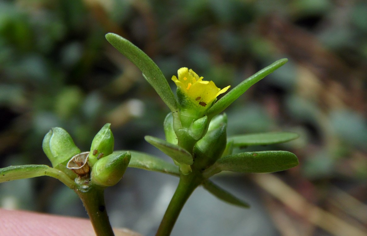 Изображение особи Portulaca oleracea.