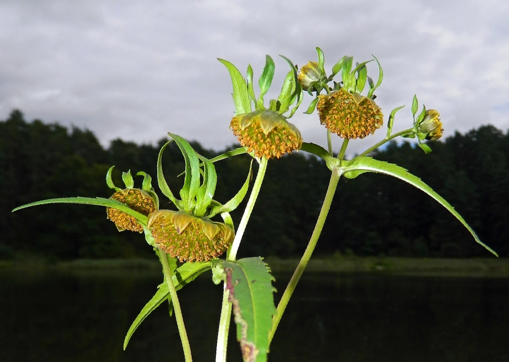Image of Bidens cernua specimen.