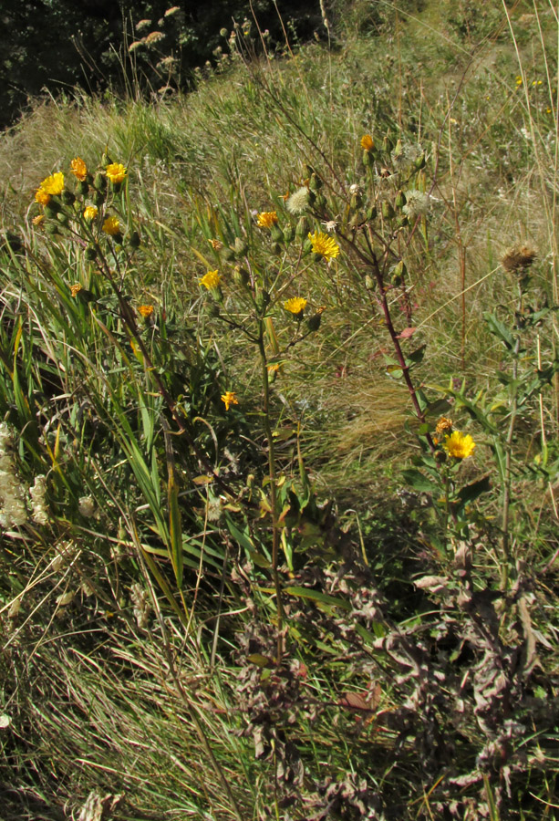 Image of Hieracium virosum specimen.
