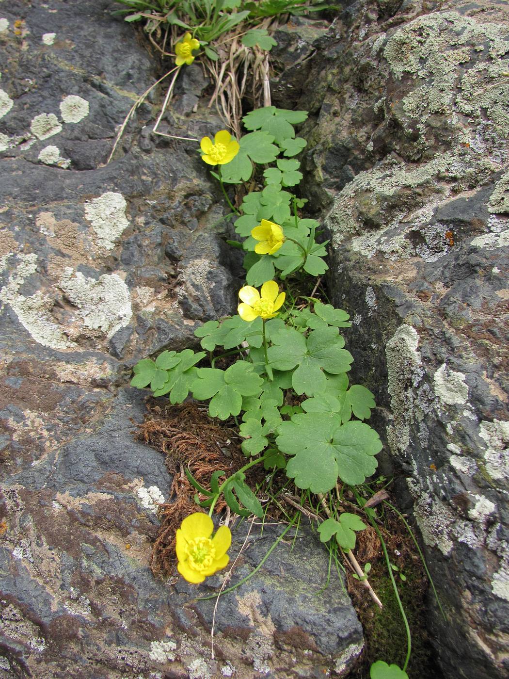 Изображение особи Ranunculus mindshelkensis.