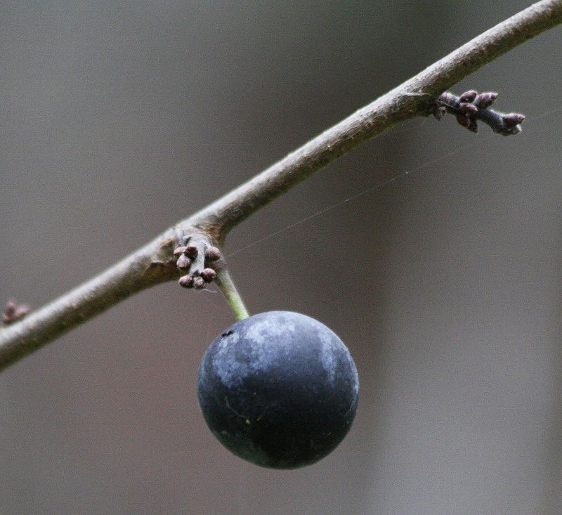 Image of Prunus spinosa specimen.