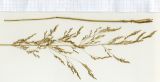 Agrostis gigantea