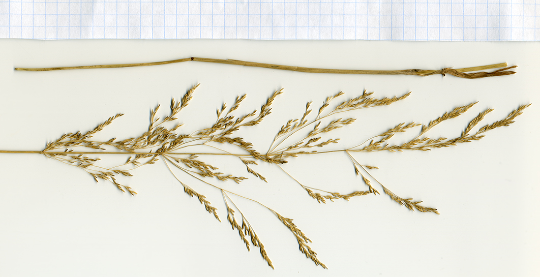 Image of Agrostis gigantea specimen.