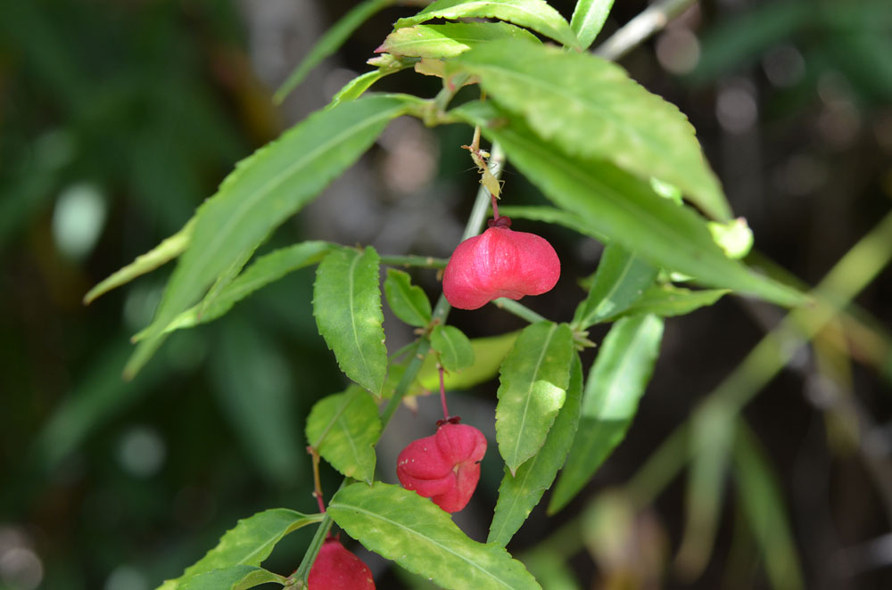 Изображение особи Euonymus semenovii.