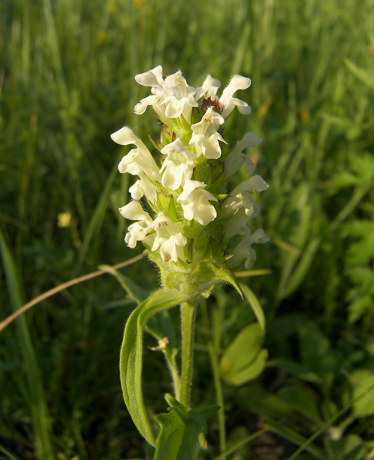 Image of Prunella laciniata specimen.