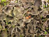 Peltigera lepidophora. Общий вид слоевища. Архангельская обл., Пинежский р-н, на лесной дороге. 11.08.2008.