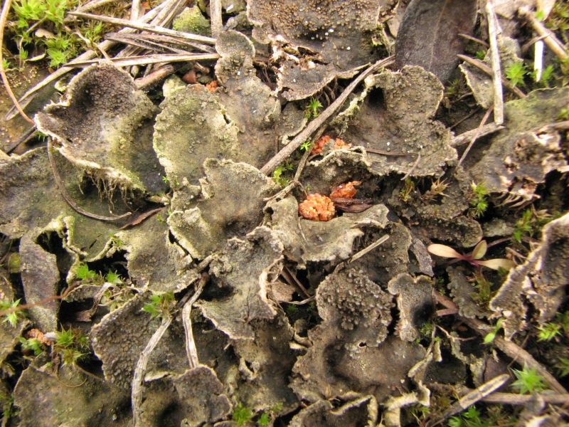 Image of Peltigera lepidophora specimen.