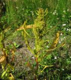 Rumex maritimus