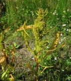 Rumex maritimus. Верхушка плодоносящего растения. Ленинградская обл., Ломоносовский р-н, окр. пос. Большая Ижора, побережье Финского залива, дерновина на краю песчаного пляжа. 02.07.2016.