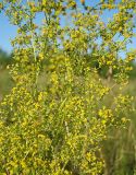 Galium verum