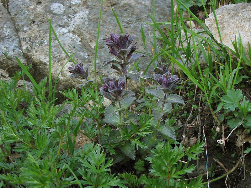 Image of Bartsia alpina specimen.