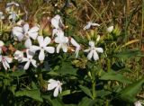 Saponaria officinalis