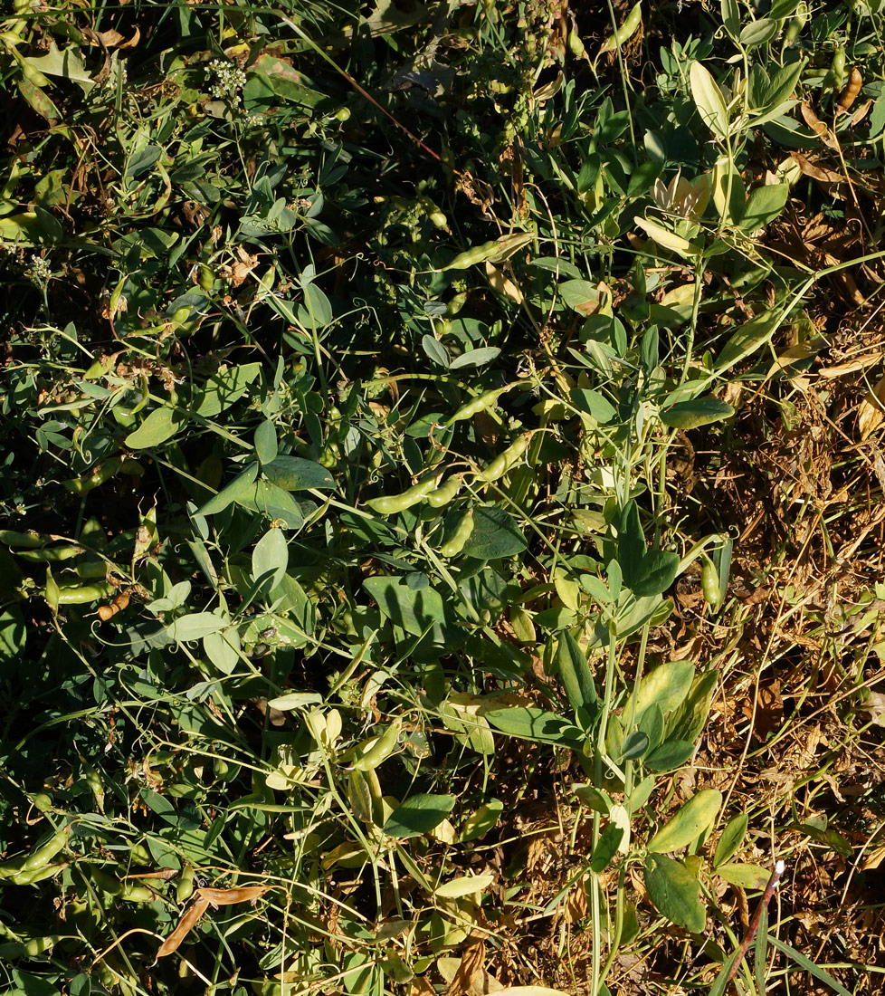 Изображение особи Lathyrus tuberosus.