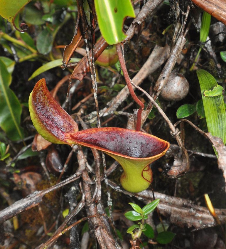 Изображение особи Nepenthes lowii.