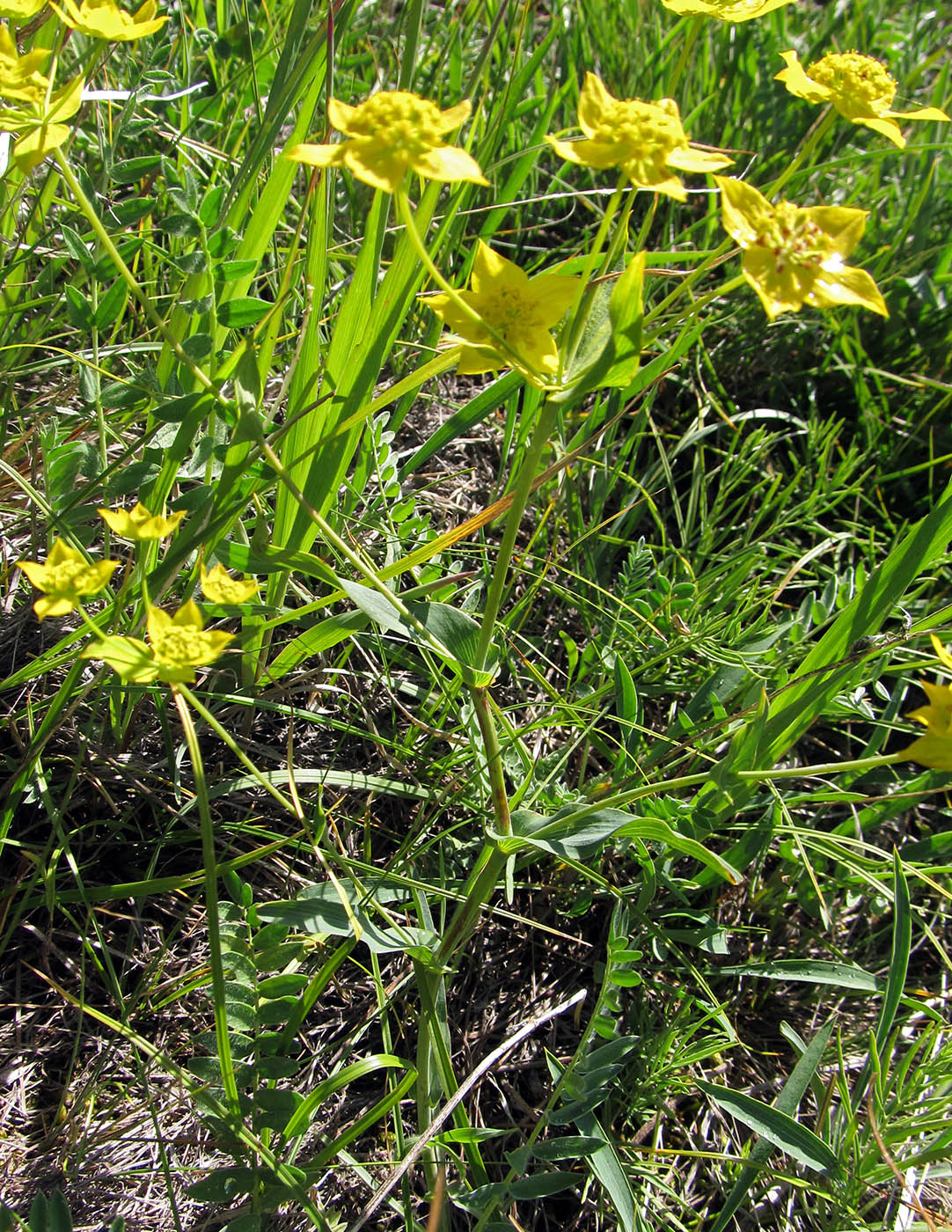 Image of Bupleurum multinerve specimen.