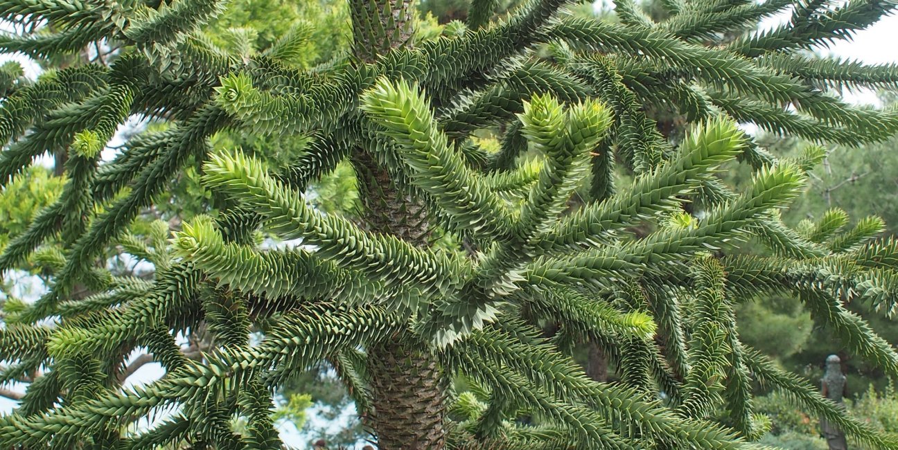 Изображение особи Araucaria araucana.