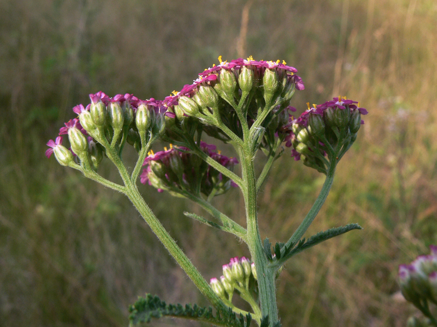 Image of Achillea asiatica specimen.