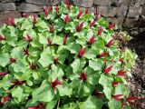 Trillium chloropetalum. Цветущие растения. Латвия, Саласпилс, Национальный ботанический сад, участок непрерывного цветения, в культуре. 07.05.2015.