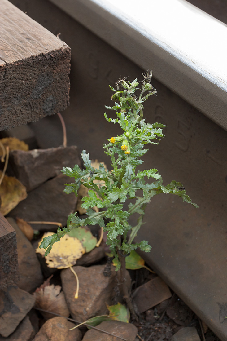 Изображение особи Senecio vulgaris.