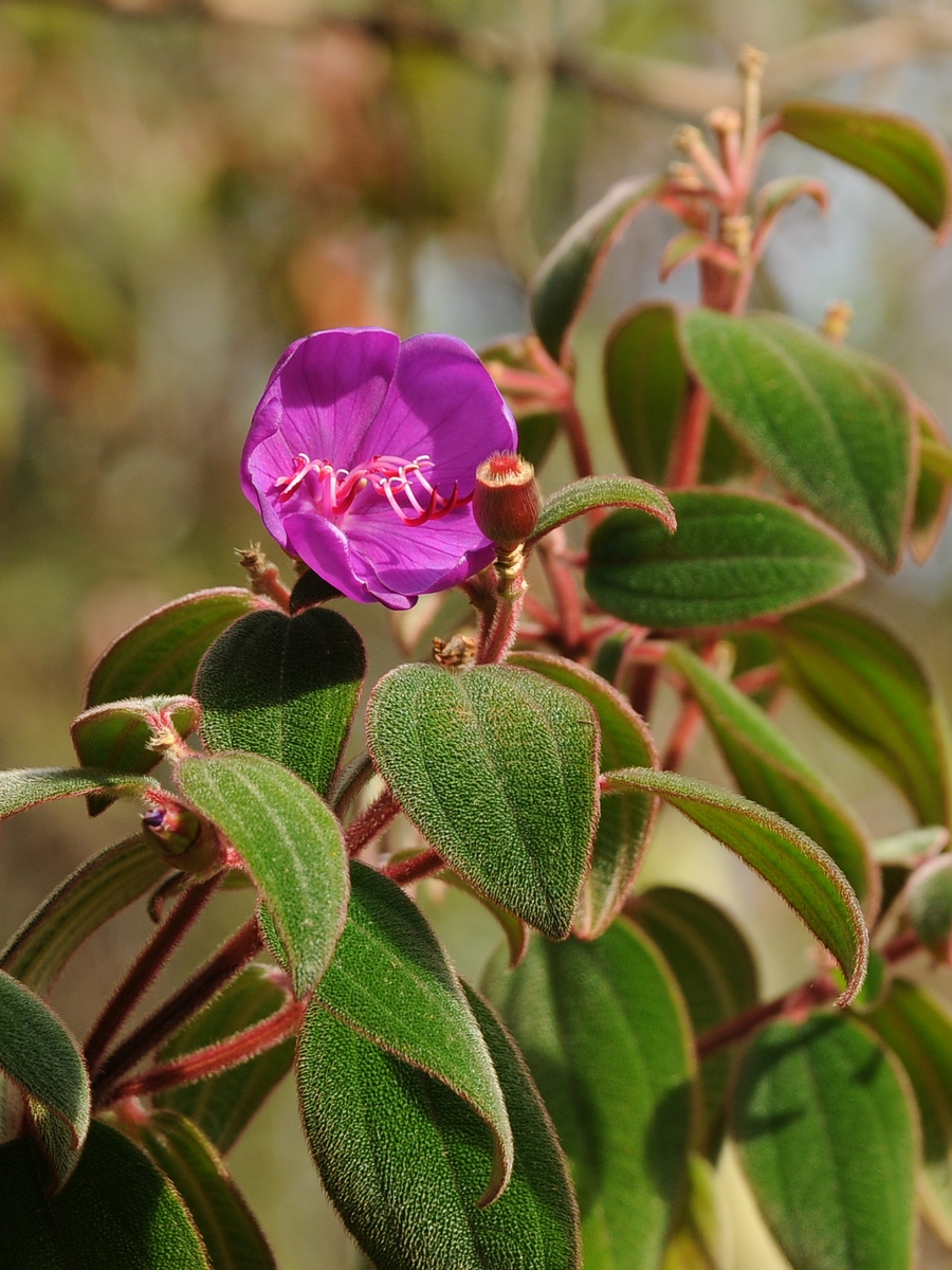Image of Tibouchina cardinalis specimen.