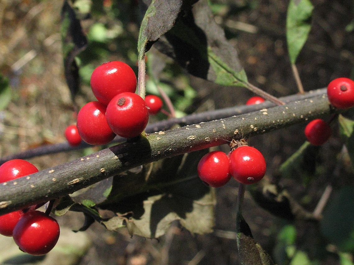 Изображение особи Ilex verticillata.