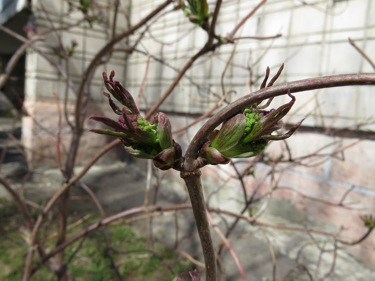 Image of Sambucus sibirica specimen.