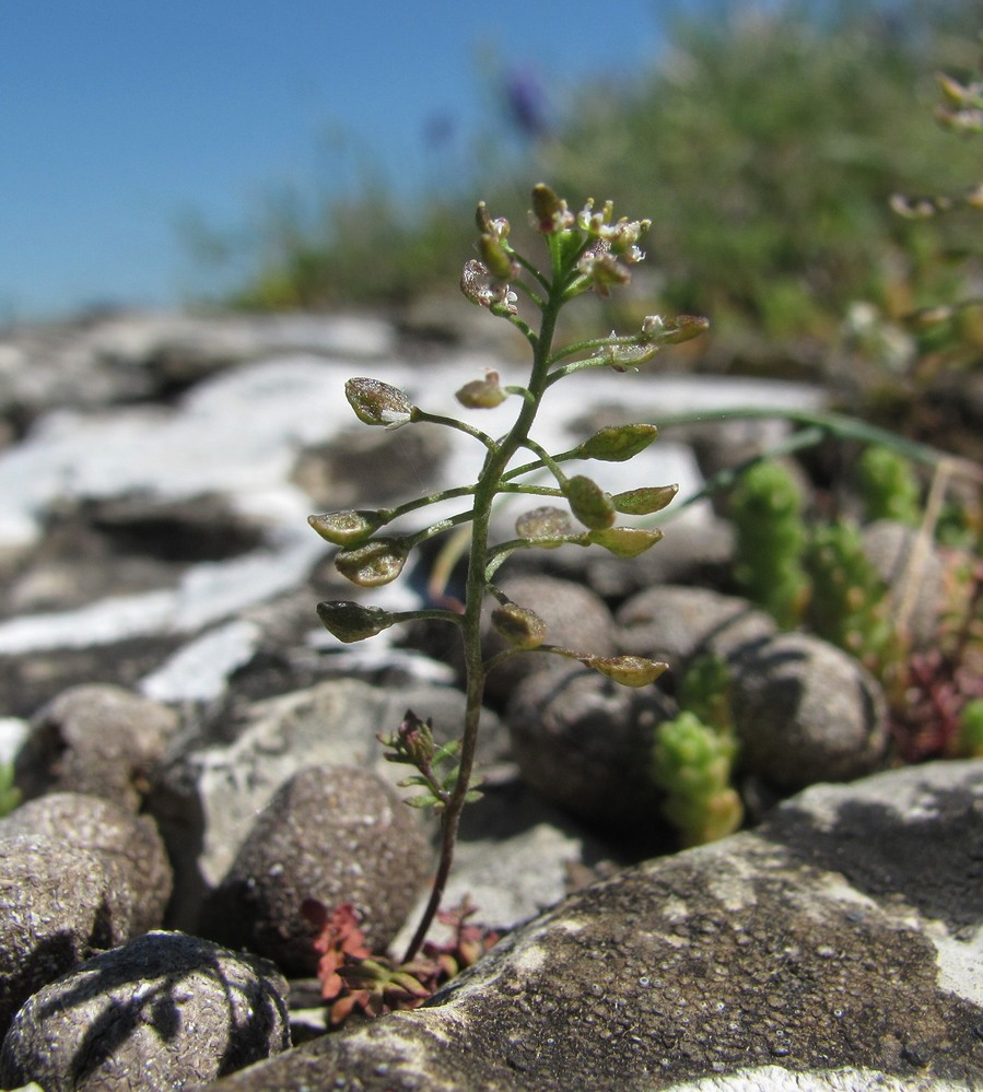 Изображение особи Hornungia petraea.