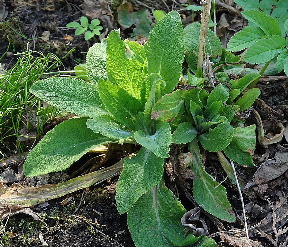 Image of Digitalis purpurea specimen.