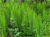 Matteuccia struthiopteris. Вегетирующие растения с молодыми вайями. Украина, Ивано-Франковская обл., Болеховский горсовет, Поляницкий сельсовет, Поляницкий региональный ландшафтный парк, зарастающий кустпрником луг на берегу речки. 10.05.2017.